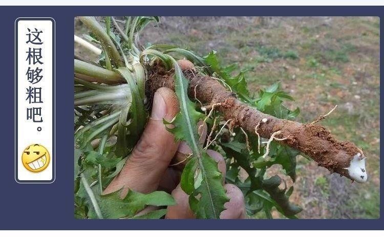 Dandelion Root Tea Pu Gong Ying Gen Cut Roasted Dried Roots 250g Canister Daily Herbal Infusion details