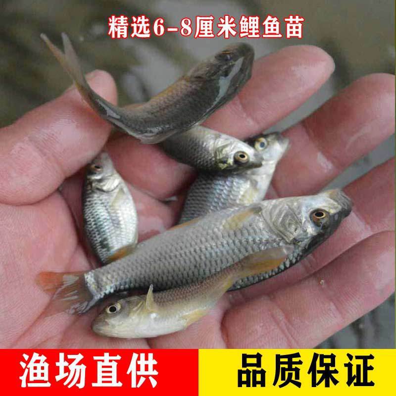 6~8cm 잉어 10마리 [10% 손실 방지]