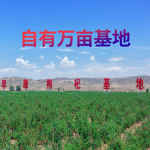 Early-crop new arrival special-grade goji berries Ningxia goji dry goods wholesale whole box bulk red goji berry original juice