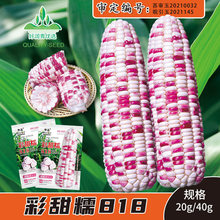 批发审定糯玉米种子杂交彩甜糯水果粘玉米种籽多彩鲜食玉米种子籽