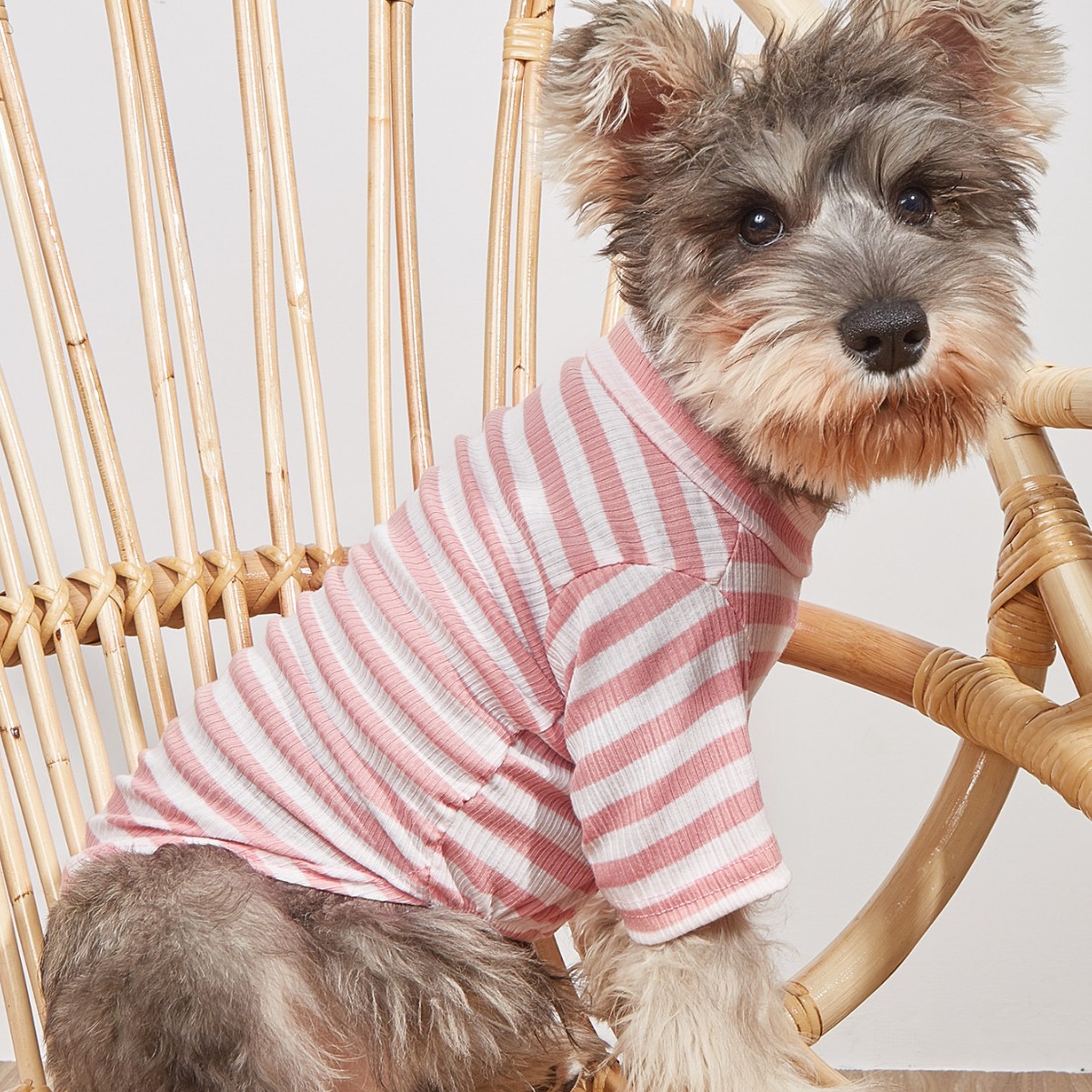 New pet clothes spring and summer striped T -shirt cute style Bomi…