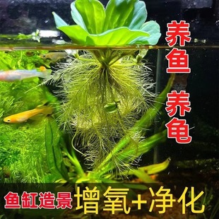 Water Hibiscus, Duckweed, Water Grass, Fish Pond Purification, Water Quality Plant, Water Culture, Oxygenated Water Grass, Real Grass, Indoor and Outdoor Turtle Water Grass