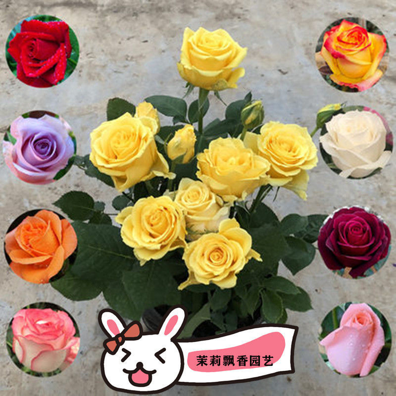 玫瑰蔷薇花种子盆栽花卉月季鲜花阳台庭院植物花籽四季播易种种子