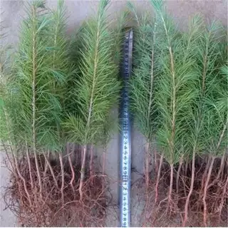 雪松树苗 小苗庭院盆栽地栽绿化树苗 南方北方种植黑松