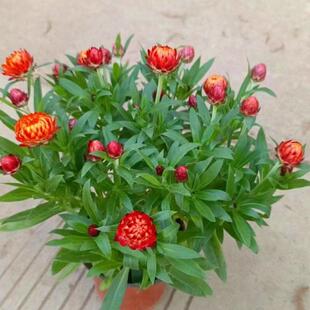 �ɰ����������r�����Ԏ��������B�ļ��_��ͥԺ�̨�k�����^��ֲ��