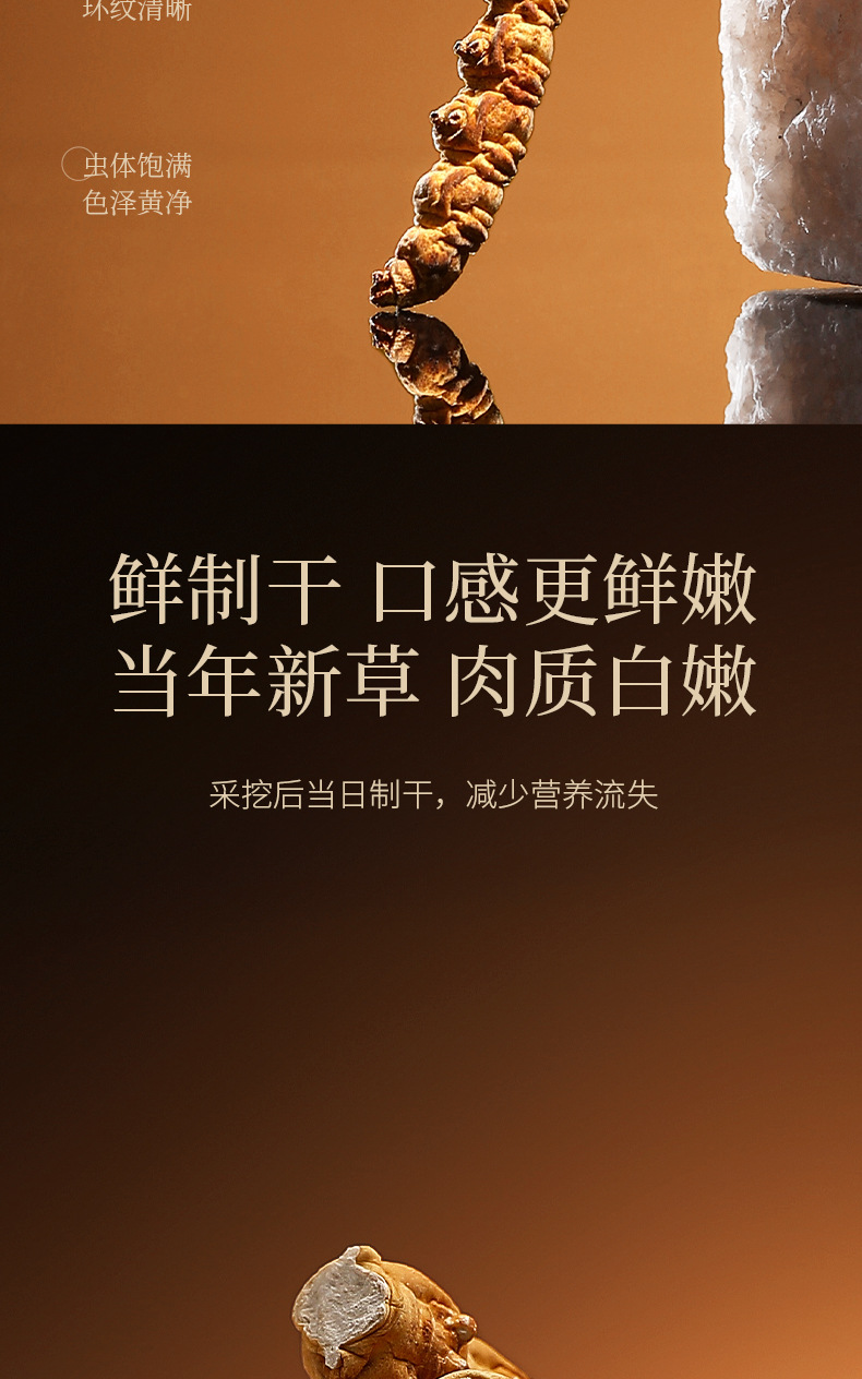 Premium Cordyceps Sinensis Gift Box 20g Wild-Harvested Qinghai Dong Chong Xia Cao specifications