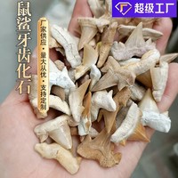 厂货摩洛哥鲨鱼牙齿 海洋化石标本鼠鲨锥天然菊石批发恐龙古生物