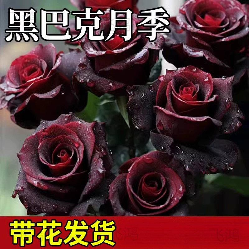 Саженцы черной розы, саженцы роз, цветущие в любое время года с бутонами, старые саженцы в горшках, семена цветов и цветы.