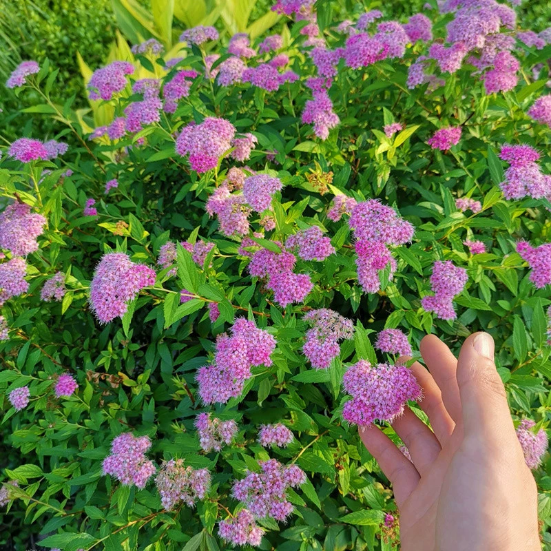 Продажи питомника Spiraea Цветок Кустарник Рассада Jinshan Spiraea Порошок Spiraea Спрей Сорта снега Завершите