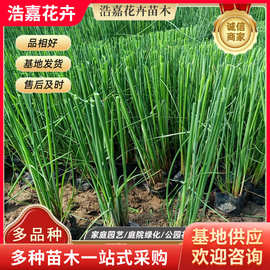 水葱苗公园湿地绿化用苗 多年生植物出售多年生植物苗木水葱苗