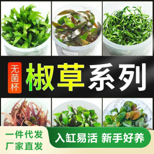 Sterile Water Grass Cup Water Grass Plant Real Grass Fish Tank Landscaping Freshwater Negative Foreground Sterile Cup Pepper Grass Pepper Banyan Spot