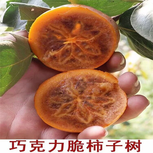 �ɿ�����ţ���Ә���箔��Y���ش��������̨����������辰�Ϙ�