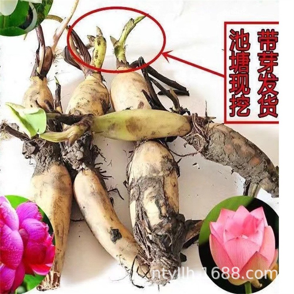 紫百合藕种藕苗莲藕种根荷花盆栽水养缸桶水田池塘高产莲藕苗种植-阿里巴巴
