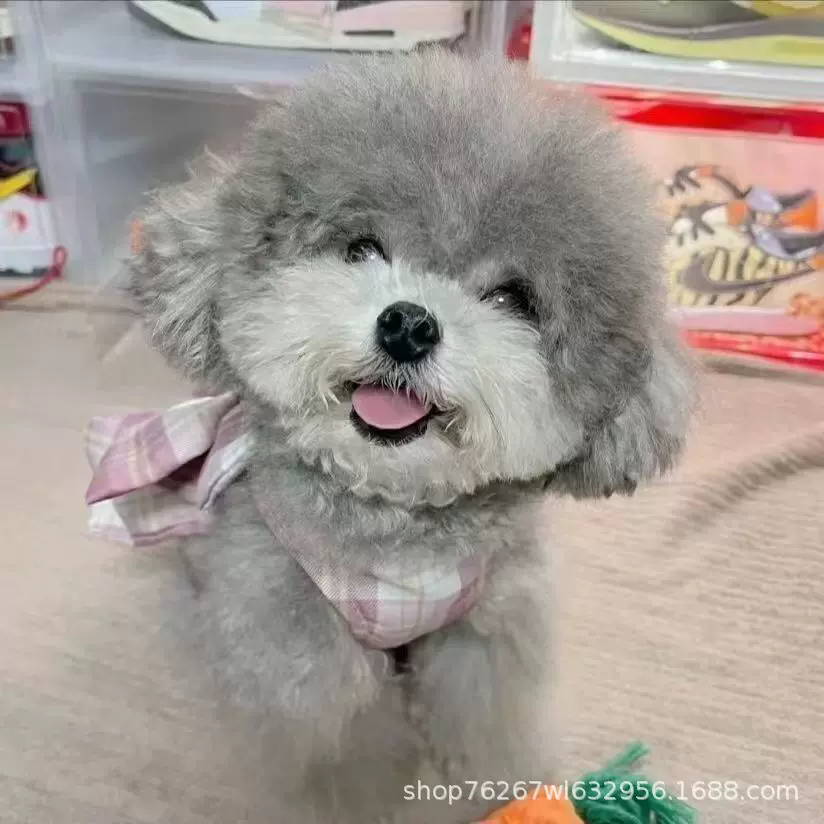 纯种泰迪犬活体狗狗泰迪狗宠物犬长不大的茶杯犬小型伴侣犬宠物狗