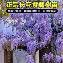 紫藤花树苗爬藤植物庭院围墙四季开花盆栽花苗绿植花卉藤蔓紫藤萝
