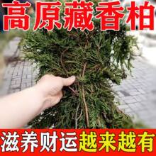 正宗西藏藏香柏枝叶浓香型供火柏香枝净宅养水晶养文玩去晦气开运