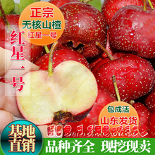 ��Ʒ�N�o��ɽ髼޽��糬����ɽ高����ϱ����Nֲɽ���һ�����l