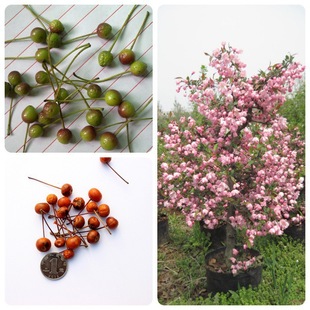 ���羳��؛����ľ�������ķN�Ӵ��z���Ļ��N�Ӱ��⺣�ķN��ɽ����