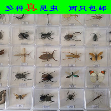 螞蟻標本 螞蟻標本批發 促銷價格 產地貨源 阿里巴巴