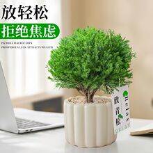 雾松盆栽小清新室内客厅放青松绿植办公室盆栽放轻松植物懒人好养