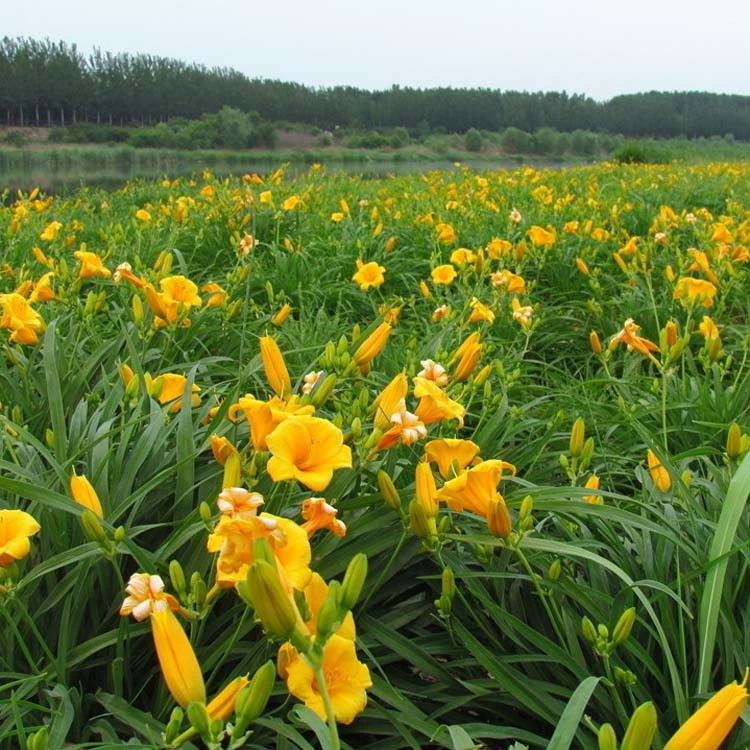 Оптовые поставки базовых цветов, желтых цветов, золотых кукол, рассады лилий, рассады для зеленения почвы, недорогих рекламных горшечных растений.