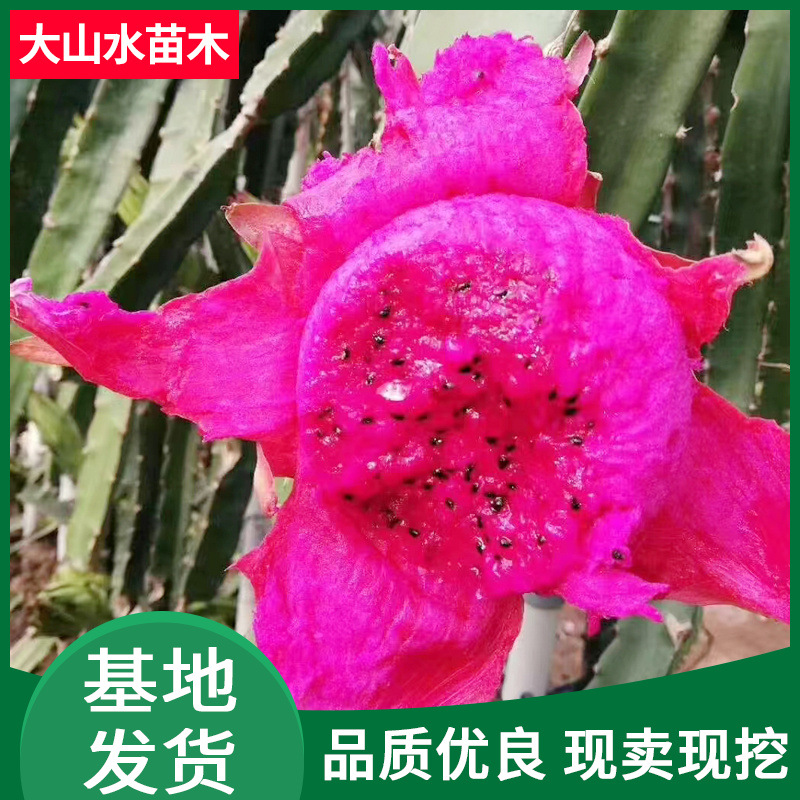 红心火龙果苗 可代发大棚种植阳台红心盆栽火龙果苗 火龙果苗