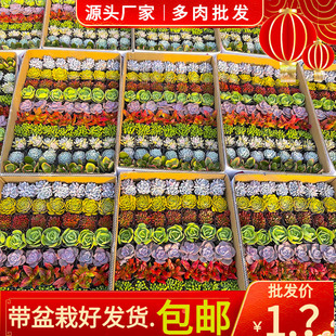 Succulent Base Succulent Plant Wholesale Rainbow Box Stall Succulent Plant Combination Succulent Plant with Pot Free Shipping