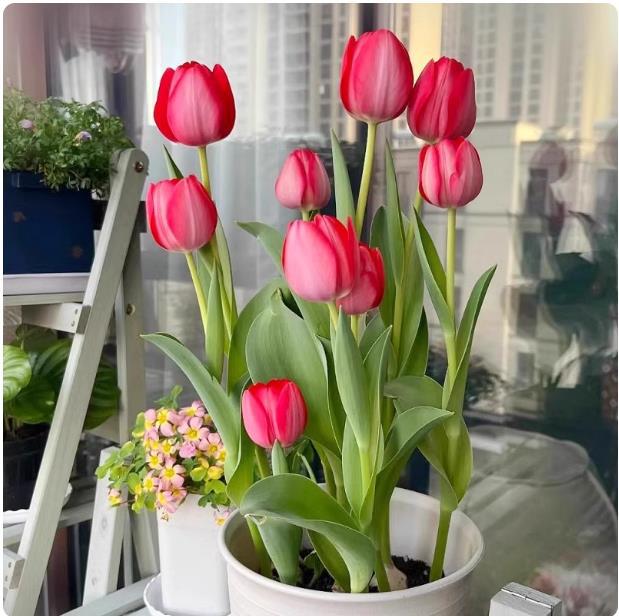 郁金香种球多年生花卉种子土培水培室内外庭院种植花球球根净化