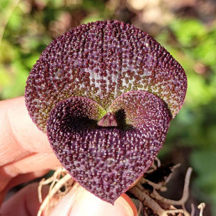 ϡF؛ Rֲ NKk҃Իܰ]