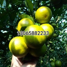 皇帝柑苗 正宗德庆皇帝柑树苗贡柑苗果树苗柑橘子树苗砂糖橘树苗