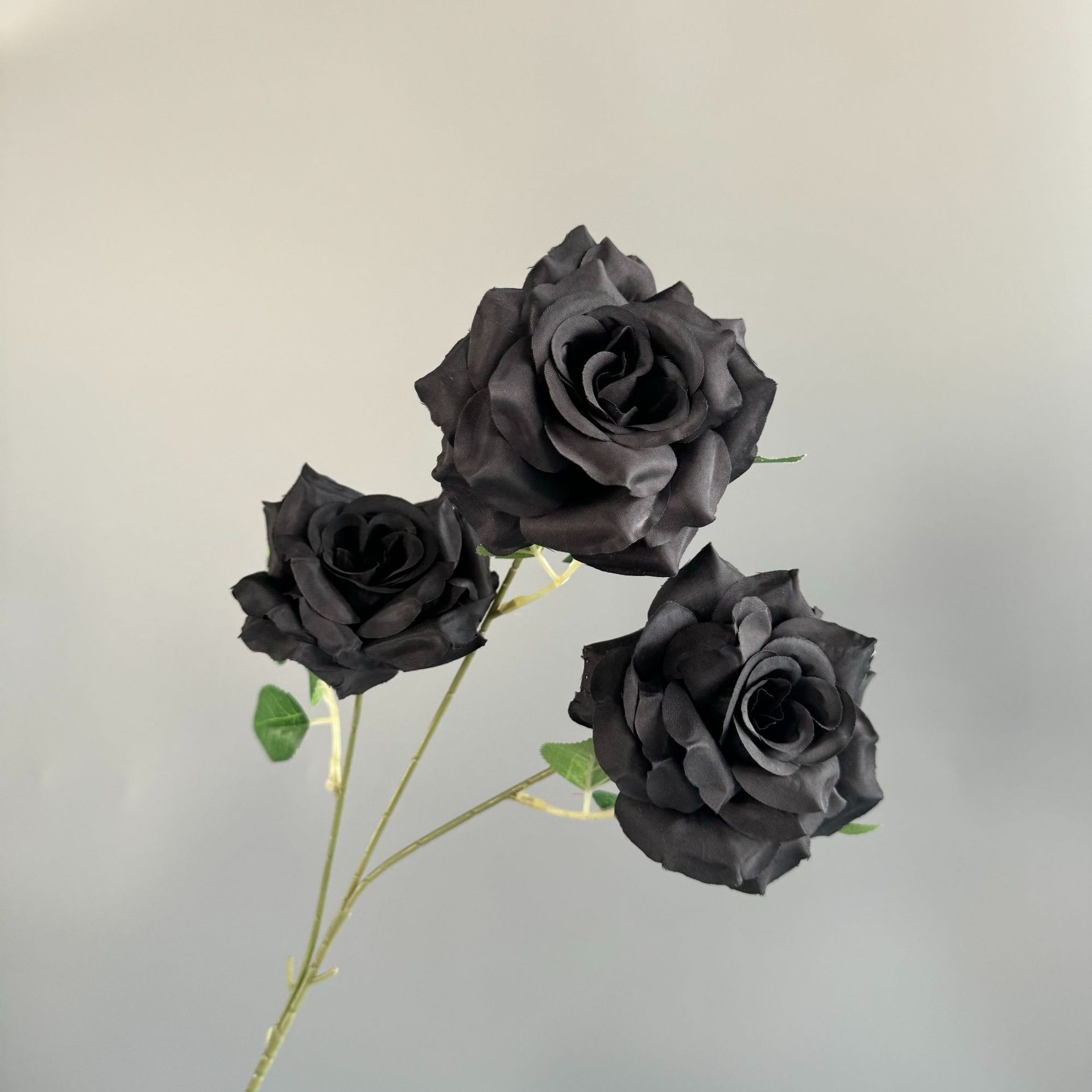 검정색(잎 없음)