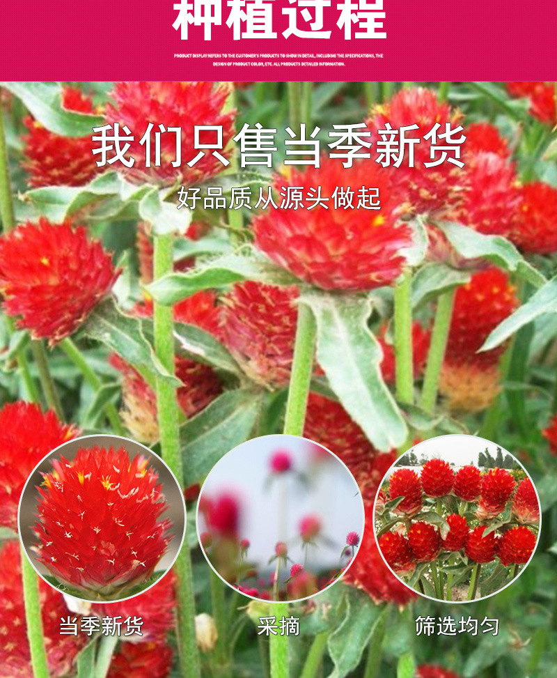 Hong Qiao Mei Dried Flower (Rosa rugosa 'Hong Qiao Mei') — Yunnan Loose Petal Herbal Tea, 500g preparation