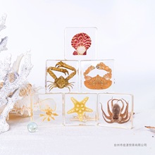 海洋生物标本小海马海星螃蟹水晶胶灯鱼树脂胶昆虫标本全套幼儿园