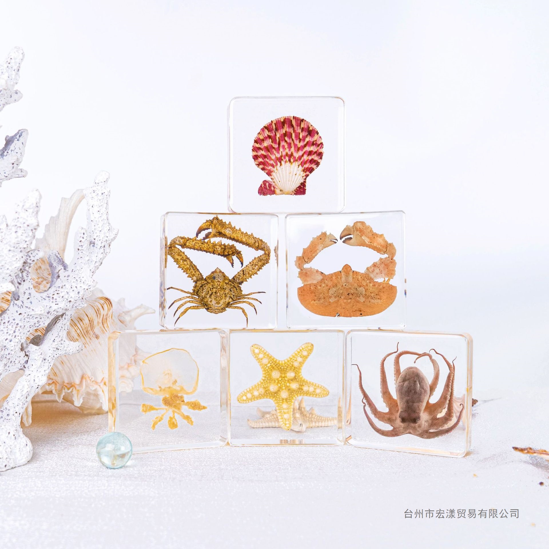 海洋生物标本小海马海星螃蟹水晶胶灯鱼树脂胶昆虫标本全套幼儿园