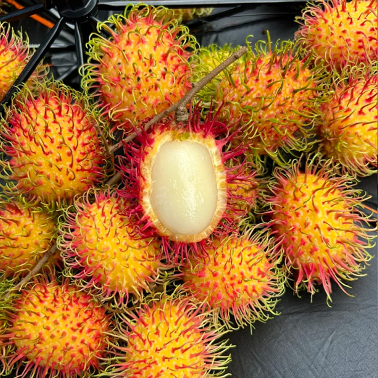 Hainan red Mao Dan Baoting No.4 summer Season Tropical fruit Full container Juicy