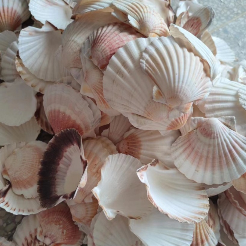 Natural conch shells, extra-large white scallops, oyster shells, Mediterranean-style home aquarium decorations, colorful lion's claw shells
