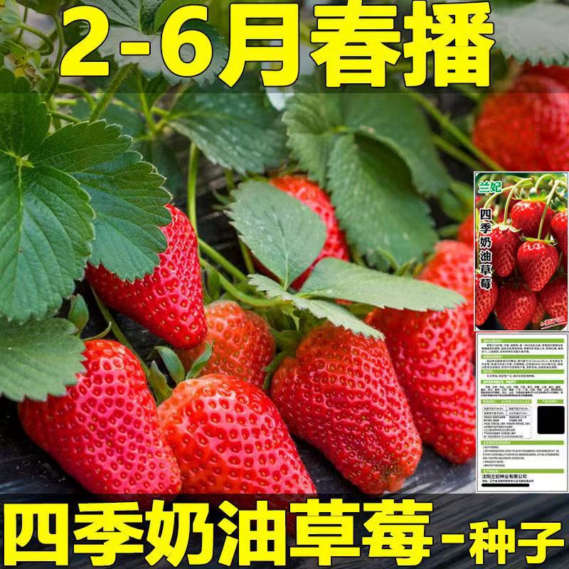 批发草莓种子四季草莓奶油草莓黑巴克草莓 红颜草莓 红脸颊草莓
