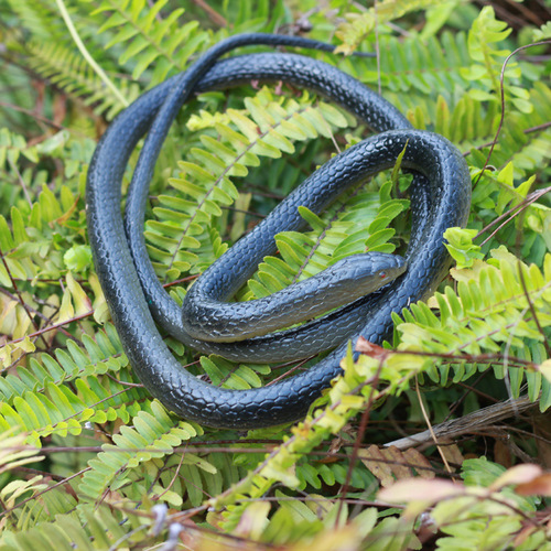 Unique and Creative Full-Set Toy Scary Fake Snake Soft Rubber Green Snake April Fool's Day Simulation Snake Halloween Prop