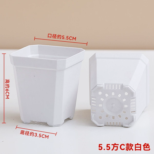 [5.5C款白色]