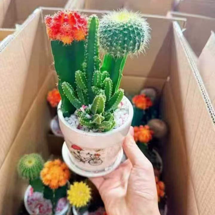 Cactus combinación de vidrio cerámico base de guangzhou venta directa factura boleto especial soporte de cotización de tres partes fábrica directa