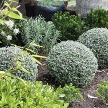 水果兰盆栽花卉庭院花坛绿植多年生灌木耐寒耐热四季常绿花镜植物