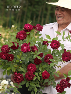 Heidi's Garden Grape Iceberg Shrub Rose Can Be Used as a Vine and Is Easy to Grow as a Flowering Plant and Flower Potted Seedling in All Seasons