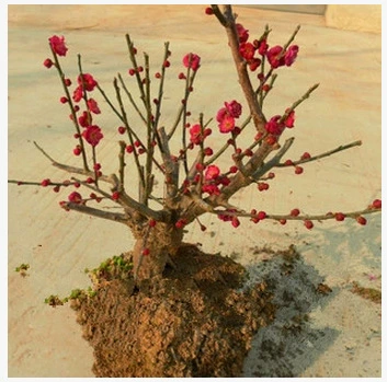 Четыре сезона Цветок сливы Цикл рассады Цветение Рассада Красной сливы Обычный Chimonanthus praecox Цветок Рассада Завод Сад Цветок в горшке