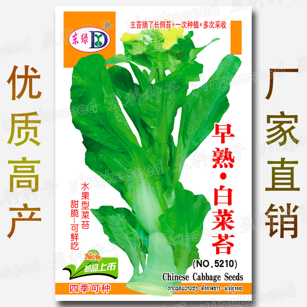 早熟白菜苔籽 约1500粒 四季甜脆可鲜食 水果型菜薹 蔬菜种子批发