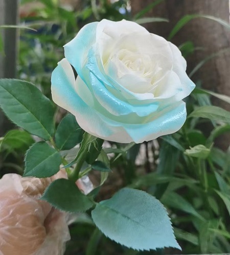 티파니 블루(얼음과 눈의 공주)