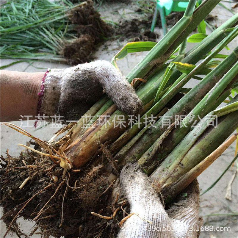 茭白高瓜菰笋菰手茭笋高笋基地直供各种水生植物承包种植养护-阿里巴巴