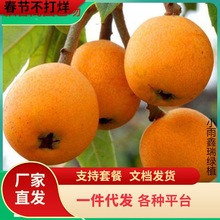 一件代发基地批发 大五星枇杷枇杷树苗 枇杷果树家庭盆栽地栽果园