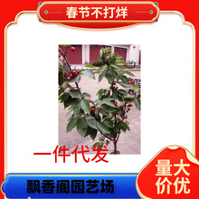 ����܇���Ә�����Ҙ��m��������Ϸ������Nֲˮ������箔��Y��