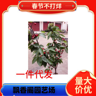 ����܇���Ә�����Ҙ��m��������Ϸ������Nֲˮ������箔��Y��