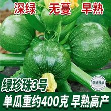 无蔓早绿西湖瓜种子早熟小青瓜种子南瓜短藤无蔓大田种植蔬菜种子